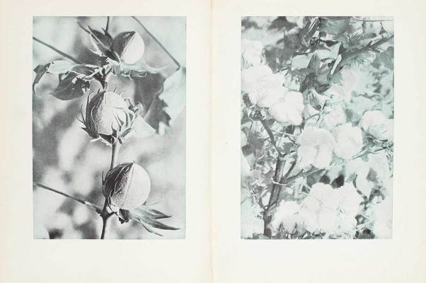 Хлопководство. [Фотоальбом] / Сост. Н.В. Калугин. М.: ОГИЗ «Сельхозгиз», 1940.